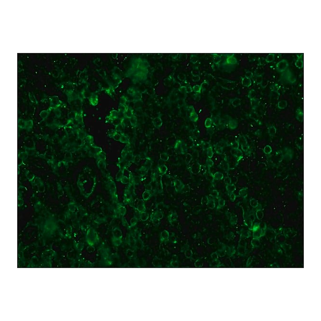 Merck Anti-Sheep IgG (whole molecule)-FITC antibody produced in rabbit