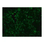Merck Anti-Sheep IgG (whole molecule)-FITC antibody produced in rabbit