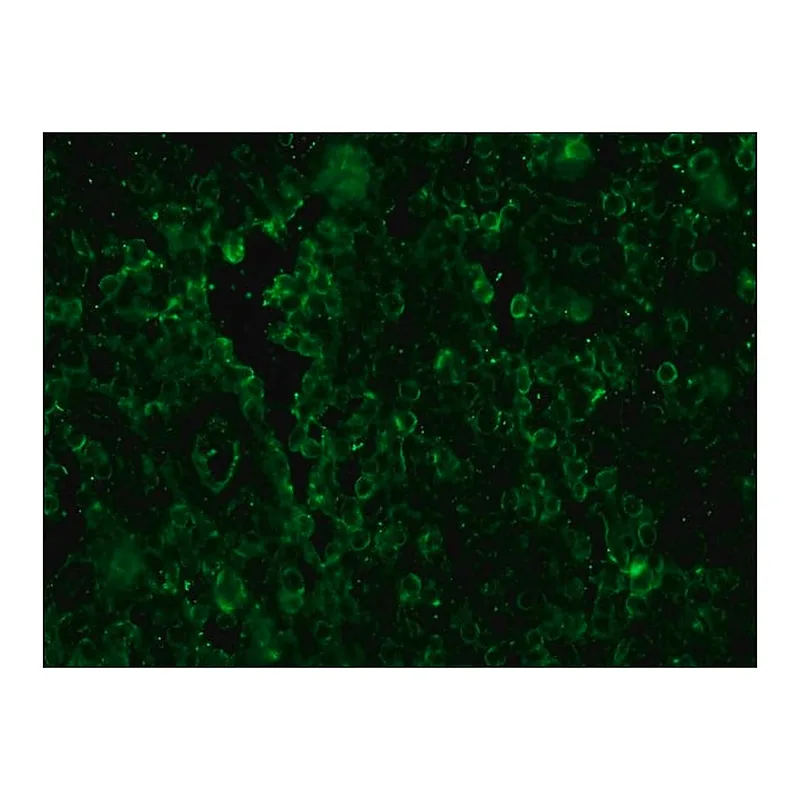 Merck Anti-Sheep IgG (whole molecule)-FITC antibody produced in rabbit