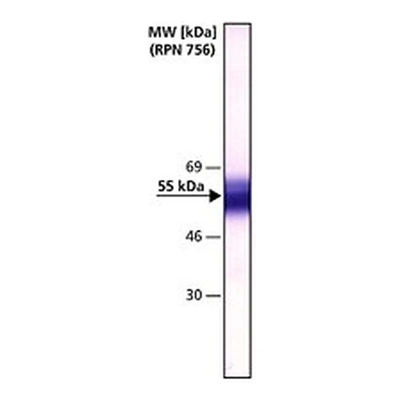 Merck ANTI FACTOR IX ANTIBODY, MOUSE MONOCLON&