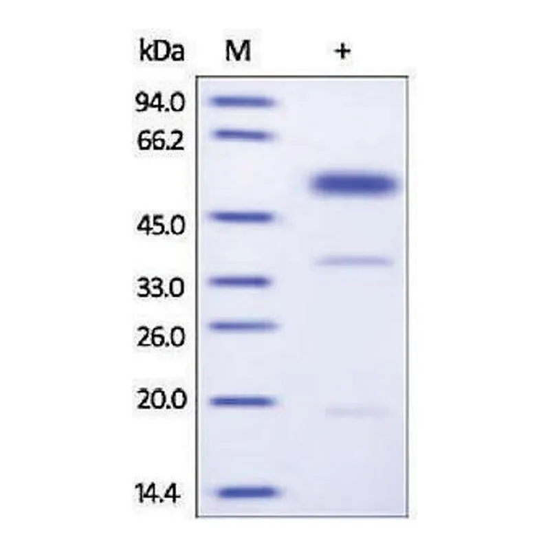 Merck UPA human