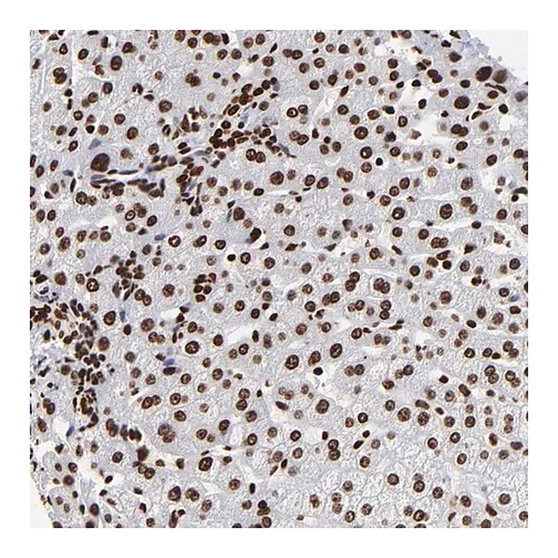 Merck Anti-ZNF544 antibody produced in rabbit