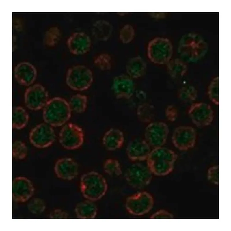 Merck Anti-APOBEC3H antibody produced in rabbit