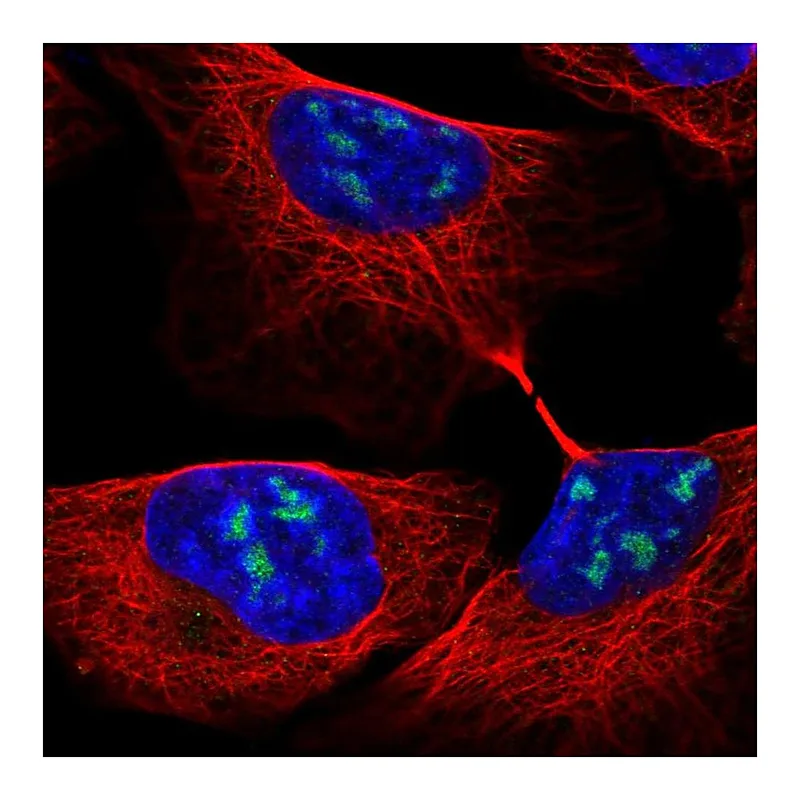 Atlas Antibodies Anti-RBM28 Antibody