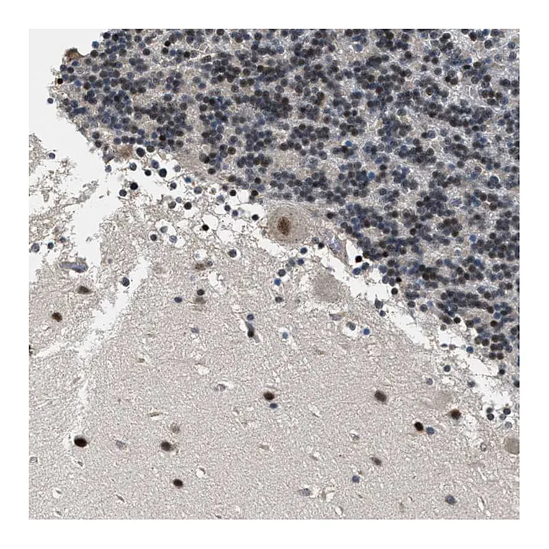 Atlas Antibodies Anti-RBM33 Antibody