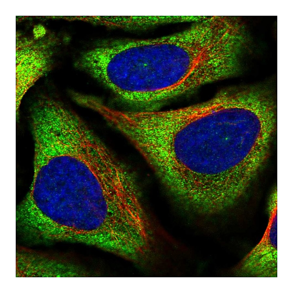 Atlas Antibodies Anti-RBMS1 Antibody