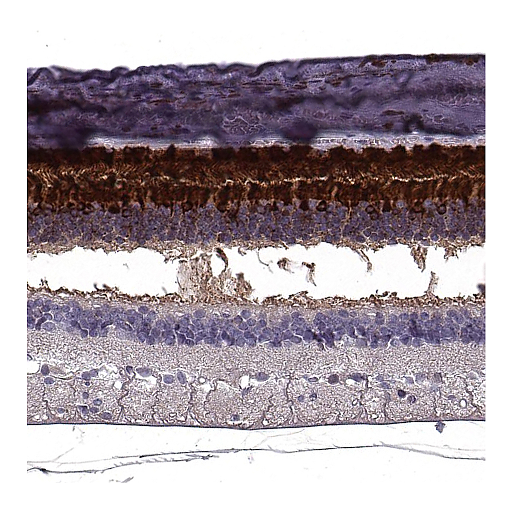 Atlas Antibodies Anti-RBP3 Antibody