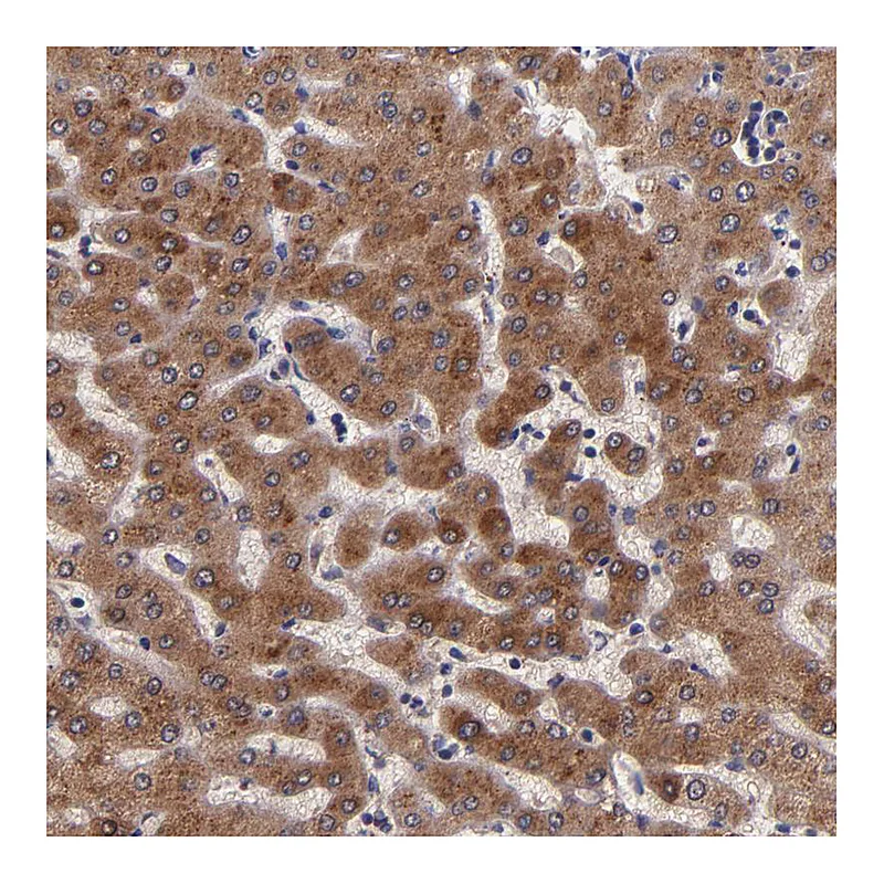 Atlas Antibodies Anti-RBP4 Antibody