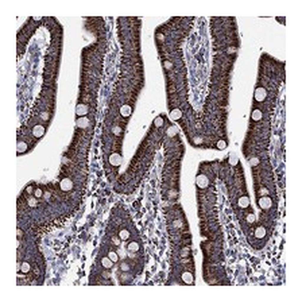 Atlas Antibodies Anti-RCE1 Antibody