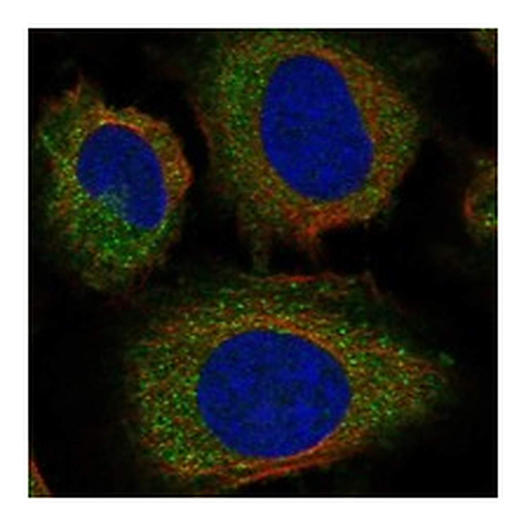 Atlas Antibodies Anti-RCHY1 Antibody