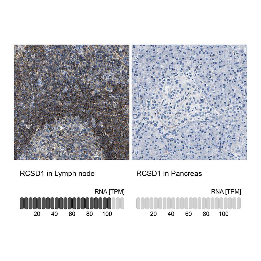Atlas Antibodies Anti-RCSD1 Antibody