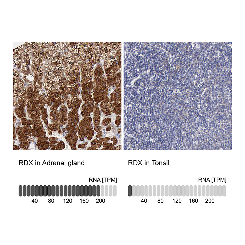 Atlas Antibodies Anti-RDX Antibody