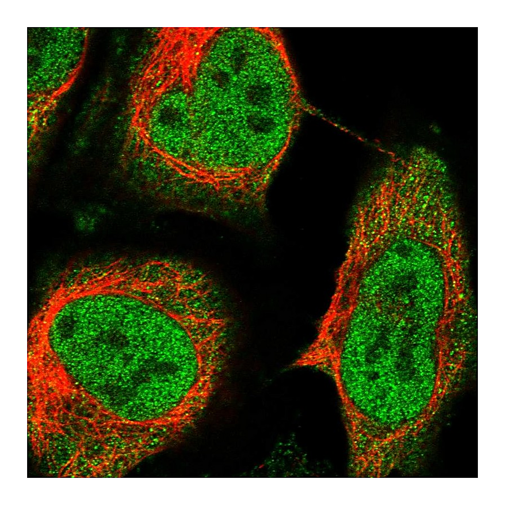 Atlas Antibodies Anti-RELB Antibody
