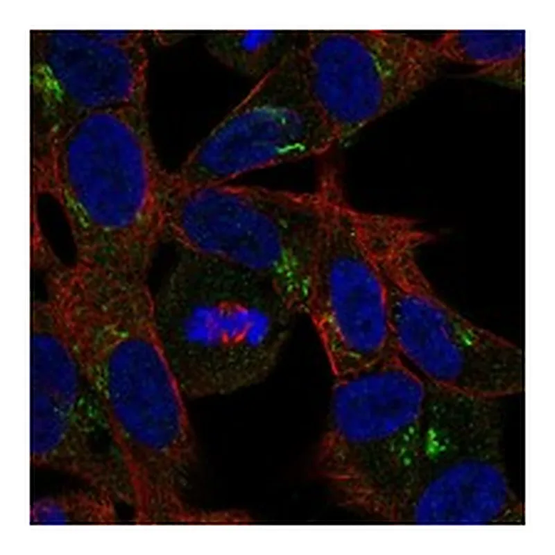 Atlas Antibodies Anti-RELN Antibody