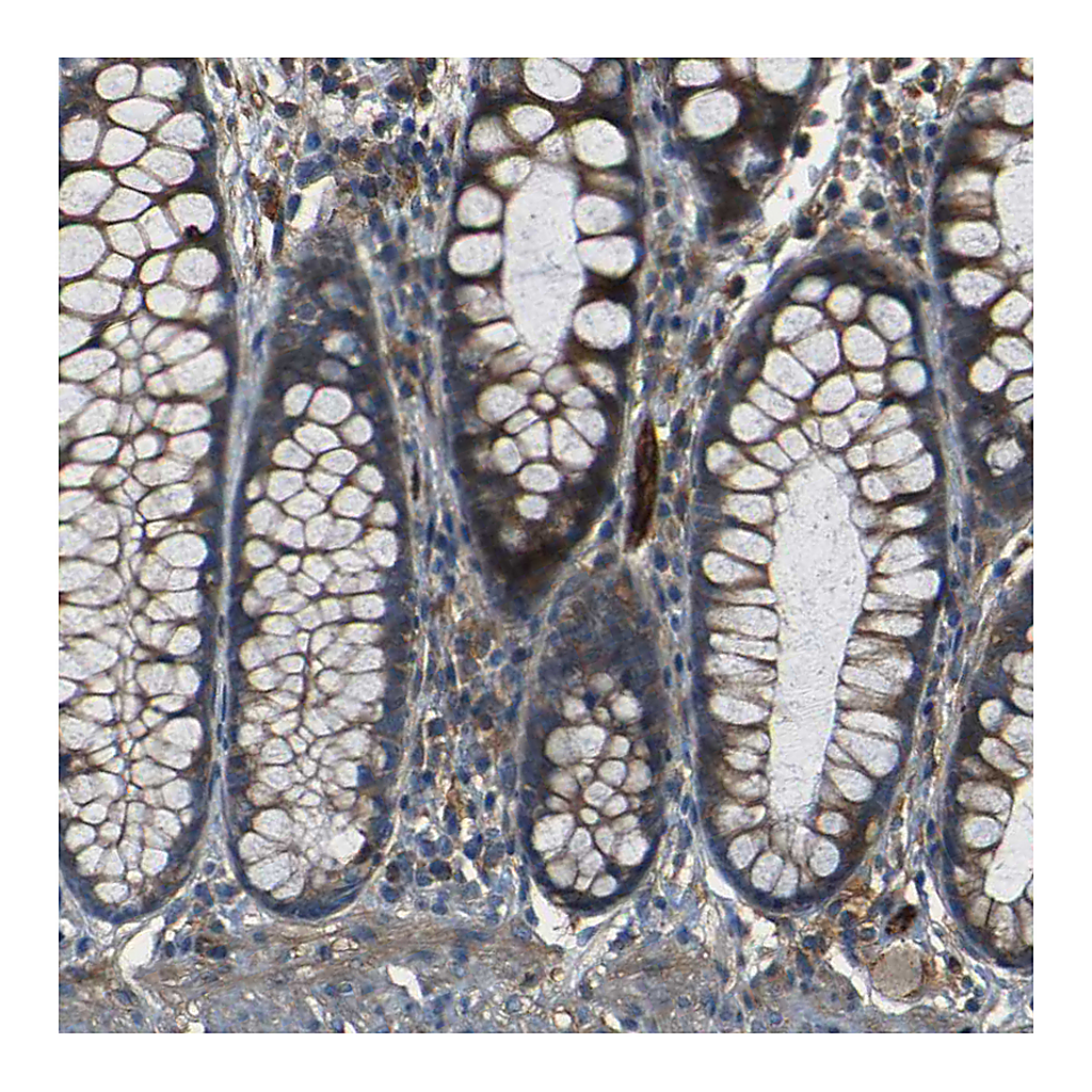 Atlas Antibodies Anti-RELL1 Antibody