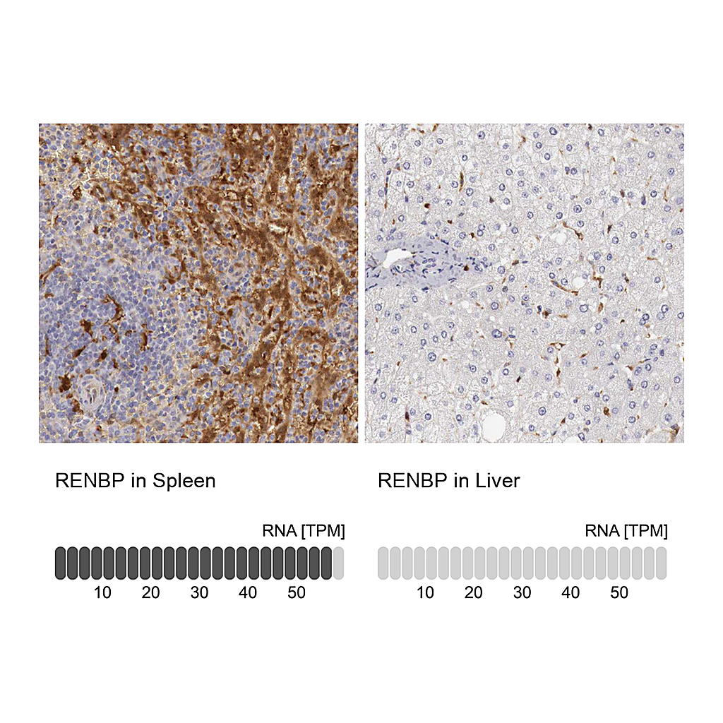 Atlas Antibodies Anti-RENBP Antibody
