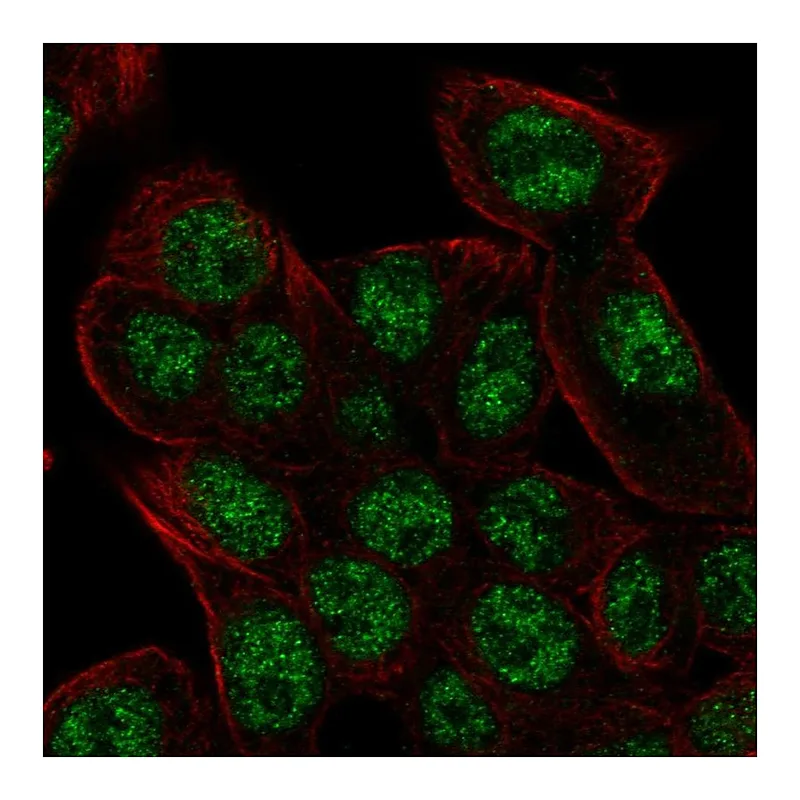 Atlas Antibodies Anti-REV3L Antibody