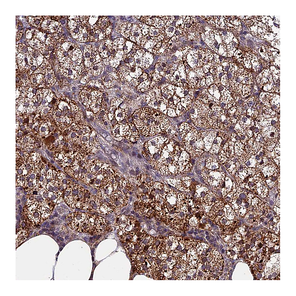 Atlas Antibodies Anti-RERGL Antibody