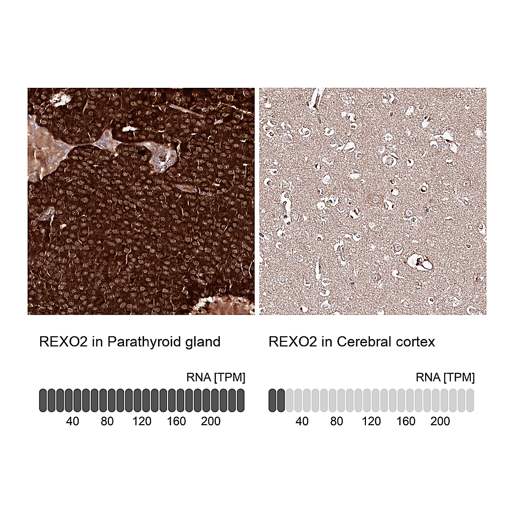 Atlas Antibodies Anti-REXO2 Antibody