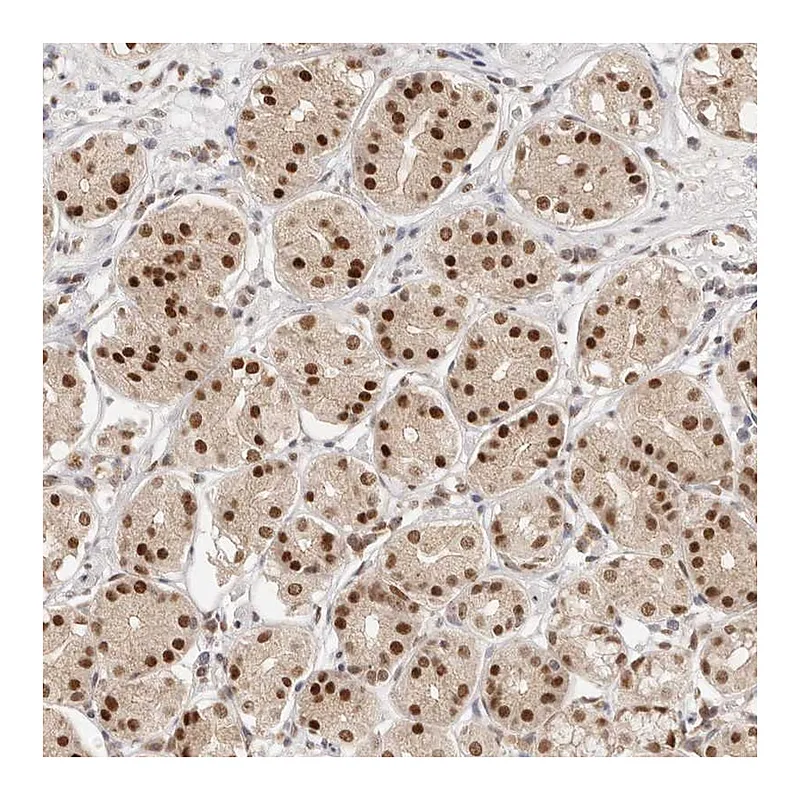 Atlas Antibodies Anti-RFC3 Antibody