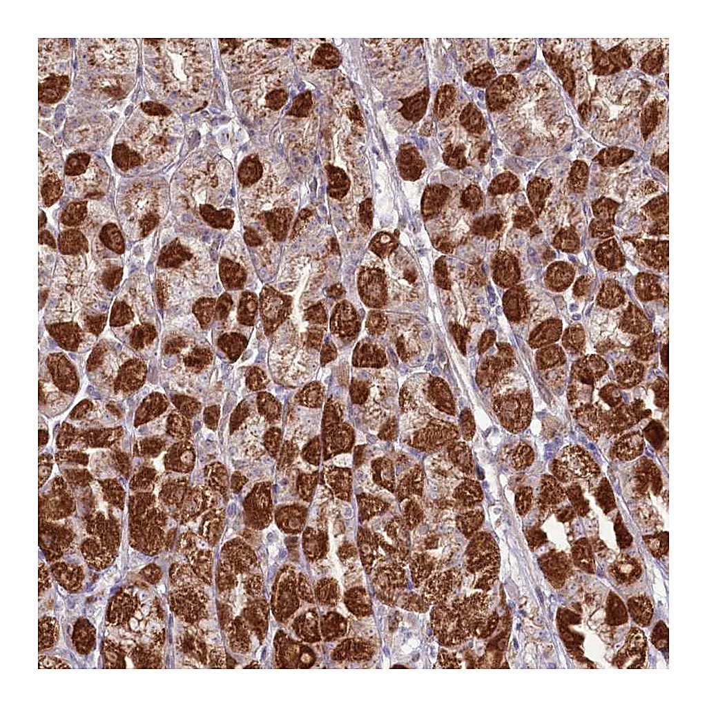 Atlas Antibodies Anti-REXO2 Antibody