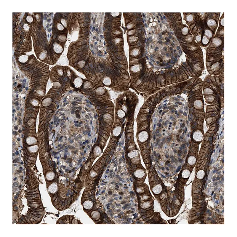 Atlas Antibodies Anti-RFFL Antibody