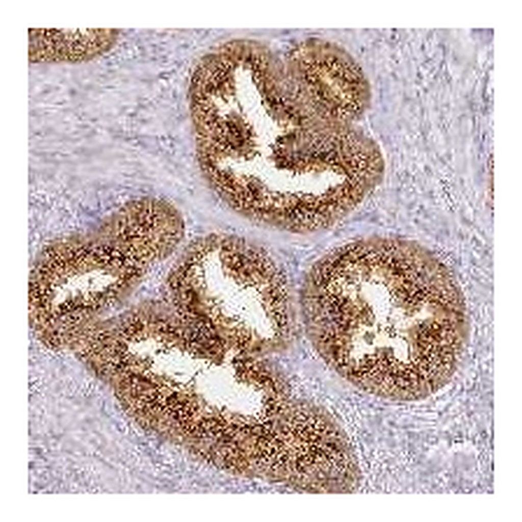 Atlas Antibodies Anti-RFPL2 Antibody