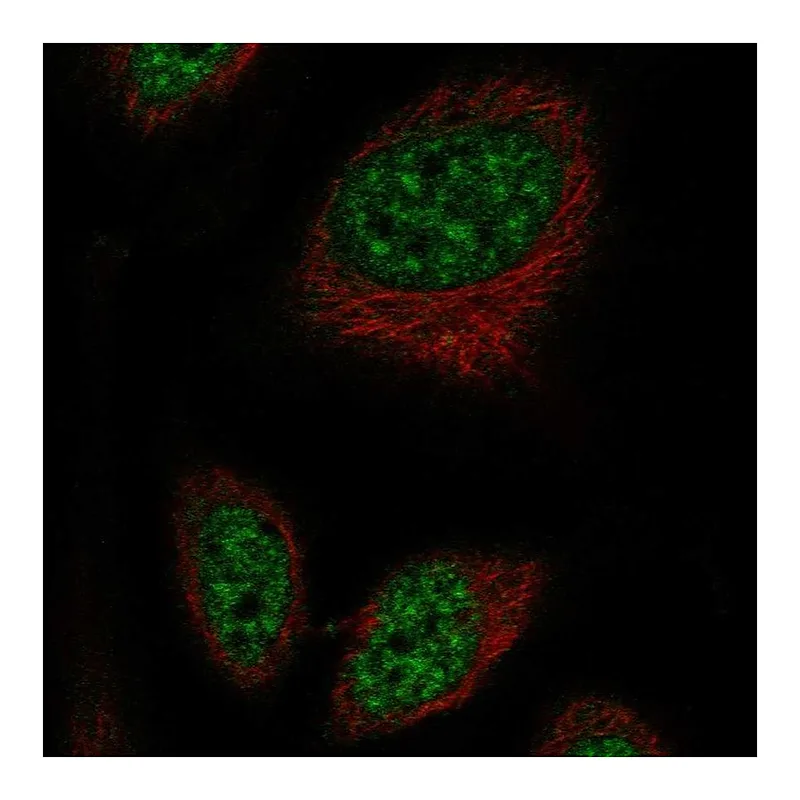 Atlas Antibodies Anti-RFPL2 Antibody