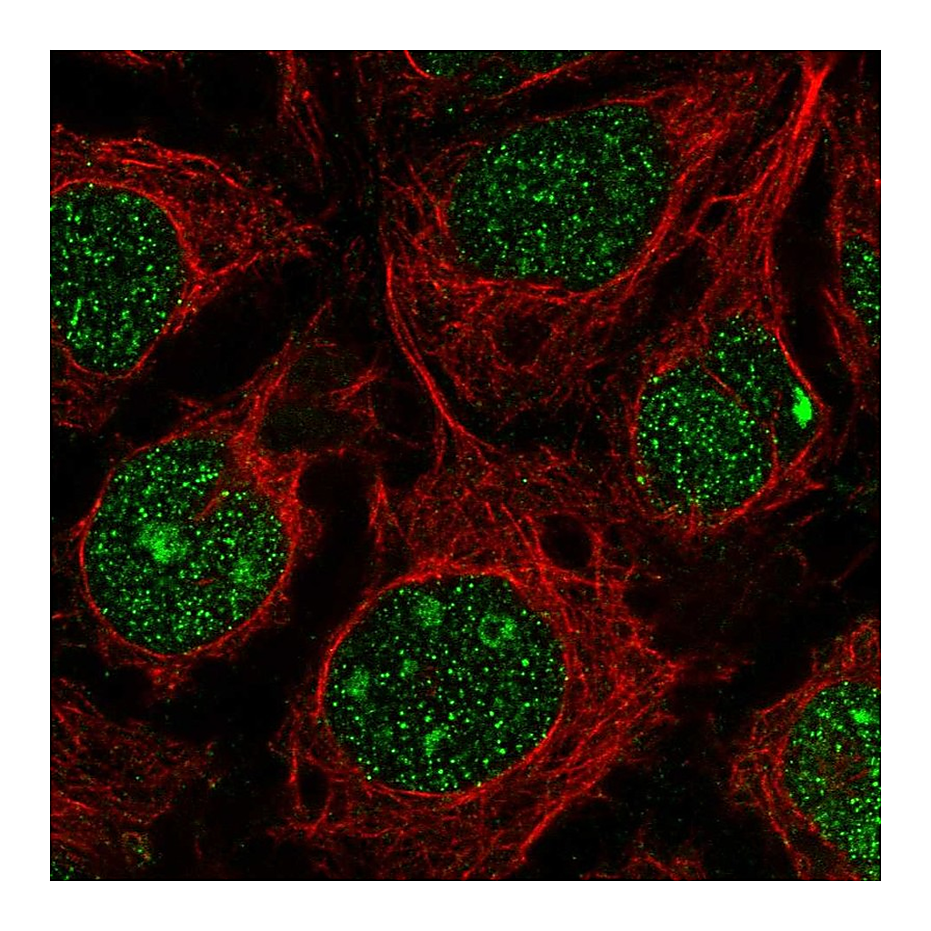 Atlas Antibodies Anti-RGCC Antibody