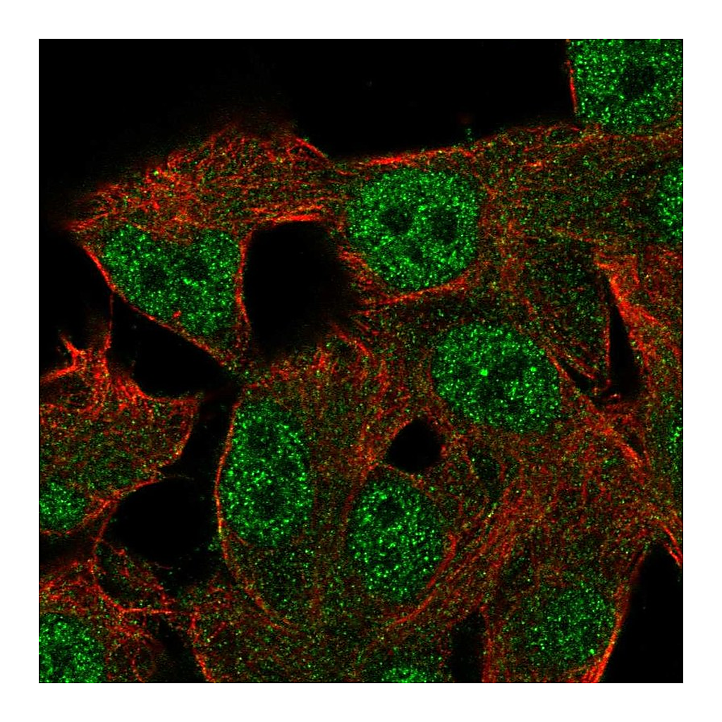 Atlas Antibodies Anti-RGL2 Antibody