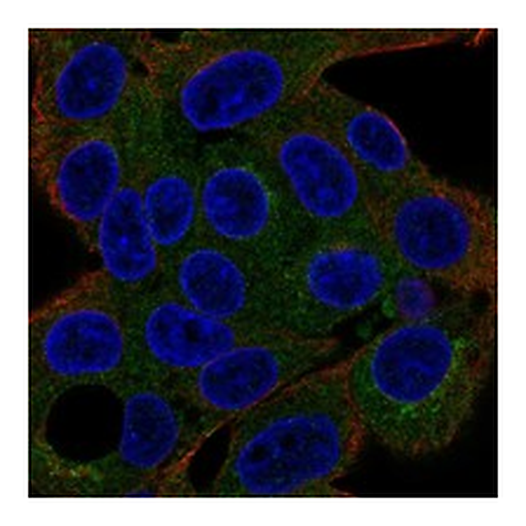 Atlas Antibodies Anti-RGN Antibody