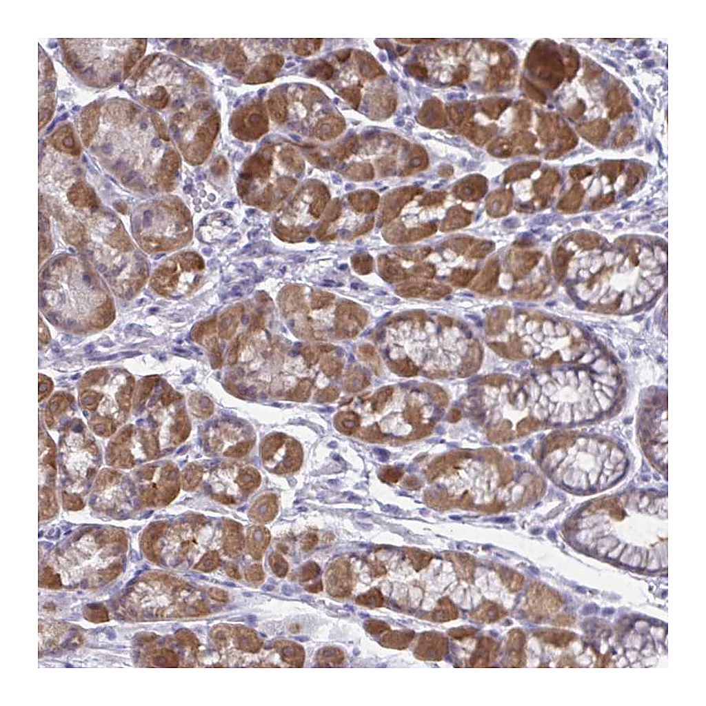 Atlas Antibodies Anti-RGPD1 Antibody