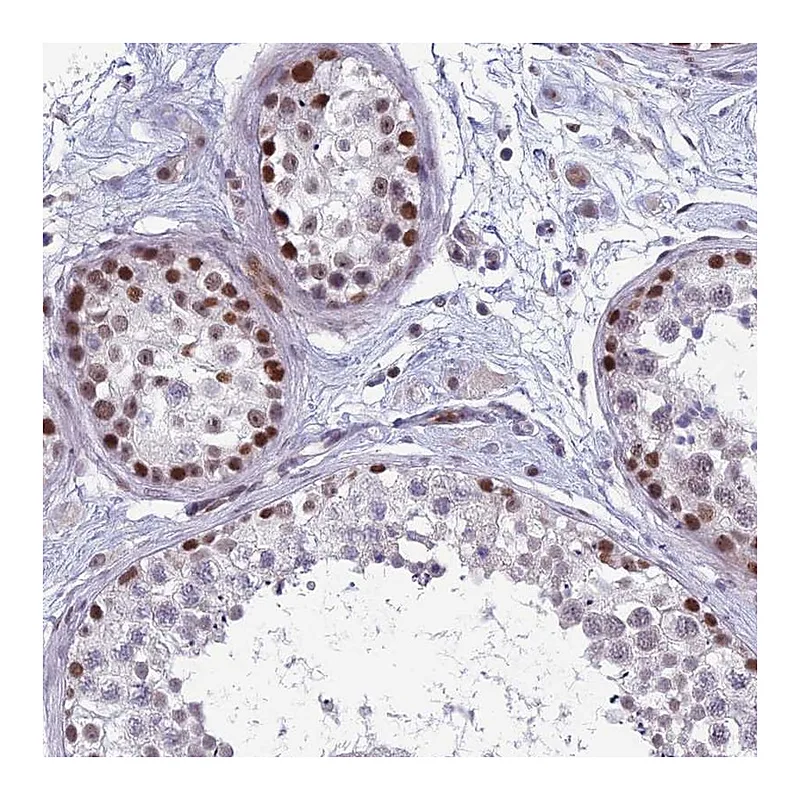 Atlas Antibodies Anti-RGS17 Antibody