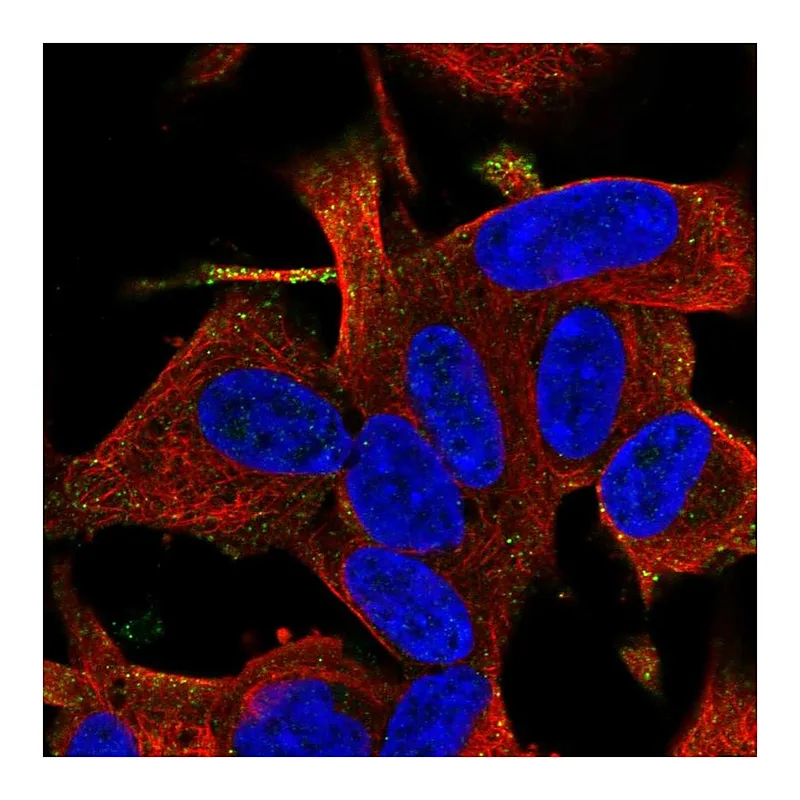 Atlas Antibodies Anti-RGS17 Antibody