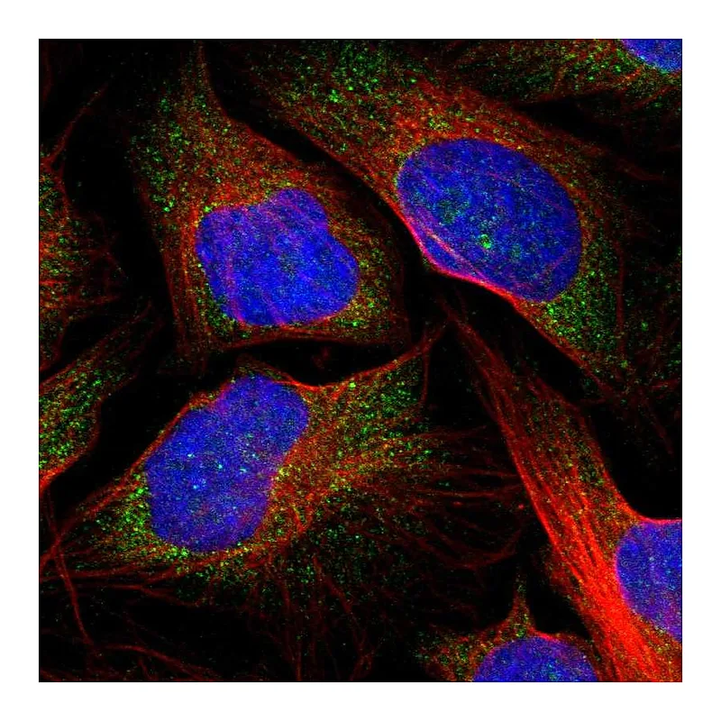 Atlas Antibodies Anti-RGS2 Antibody