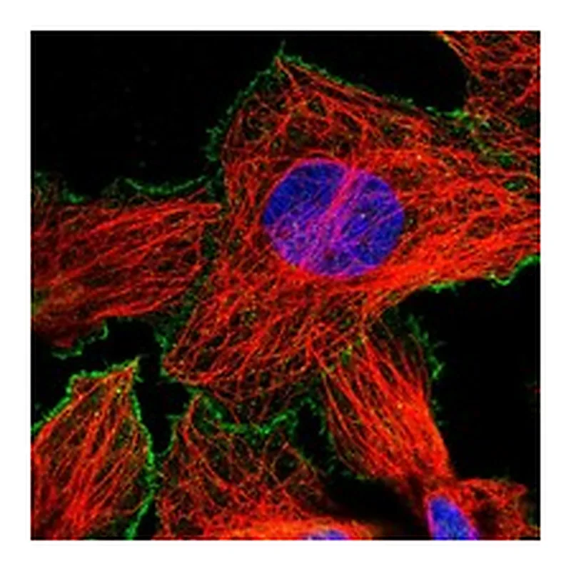 Atlas Antibodies Anti-RGS3 Antibody