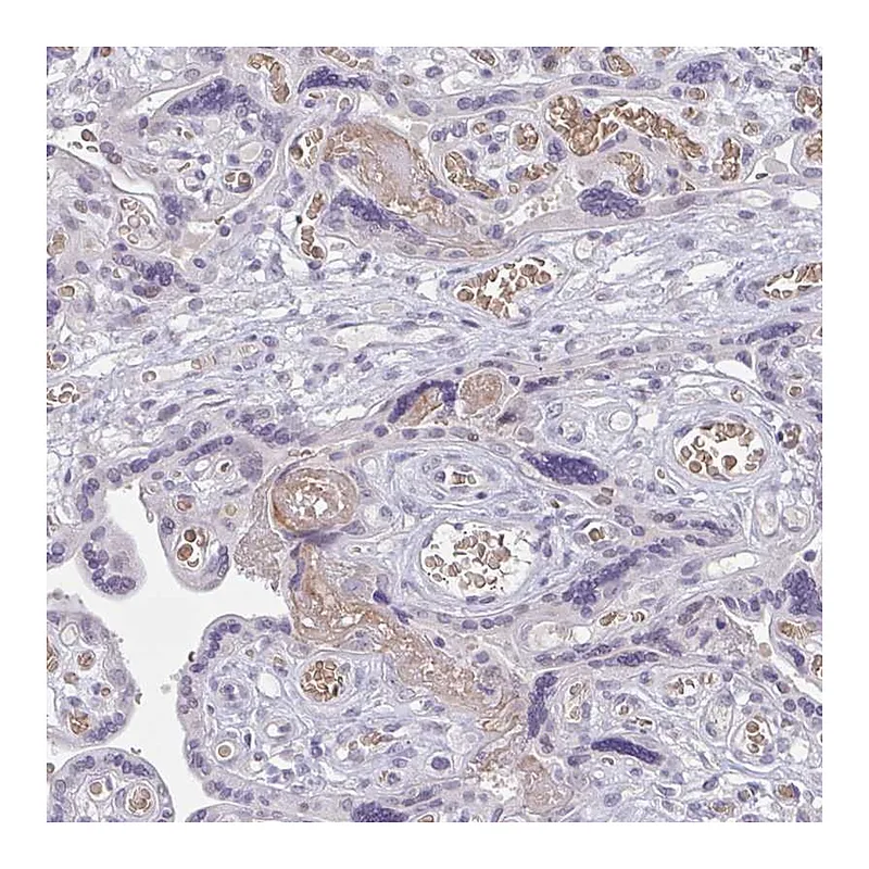 Atlas Antibodies Anti-RHAG Antibody