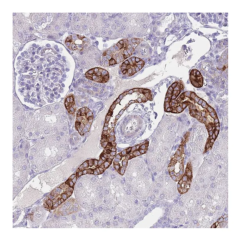 Atlas Antibodies Anti-RHBG Antibody