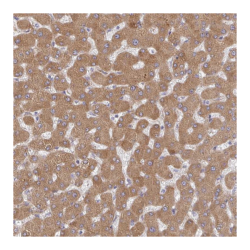 Atlas Antibodies Anti-RHEBL1 Antibody