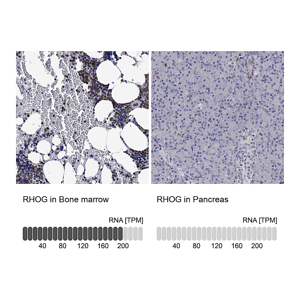 Atlas Antibodies Anti-RHOG Antibody