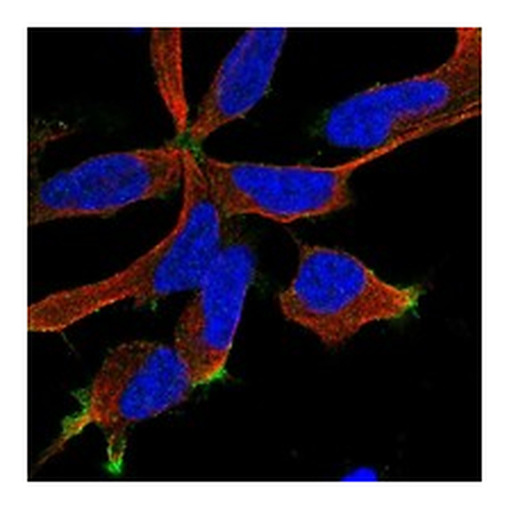 Atlas Antibodies Anti-RIC8B Antibody