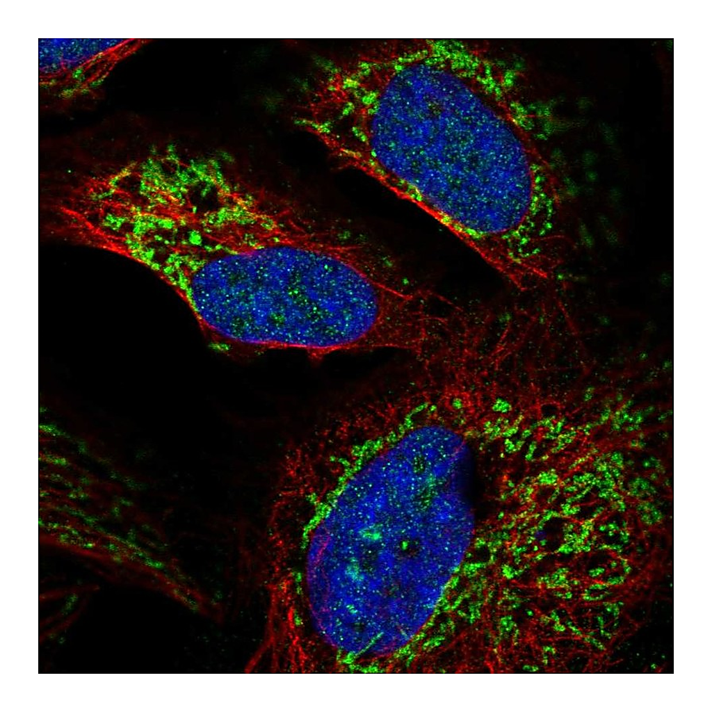 Atlas Antibodies Anti-RIMS3 Antibody