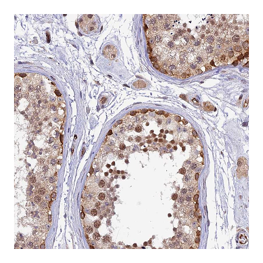 Atlas Antibodies Anti-RLN3 Antibody