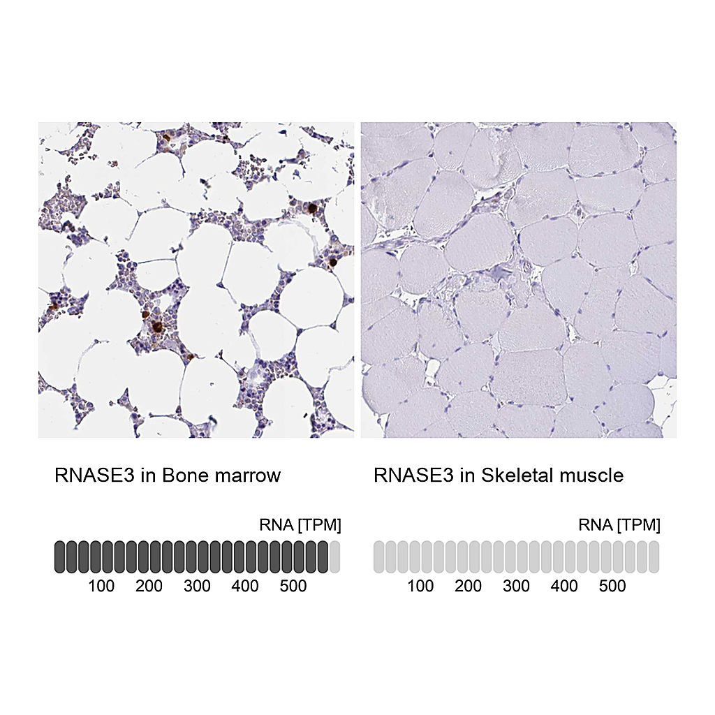 Atlas Antibodies Anti-RNASE3 Antibody