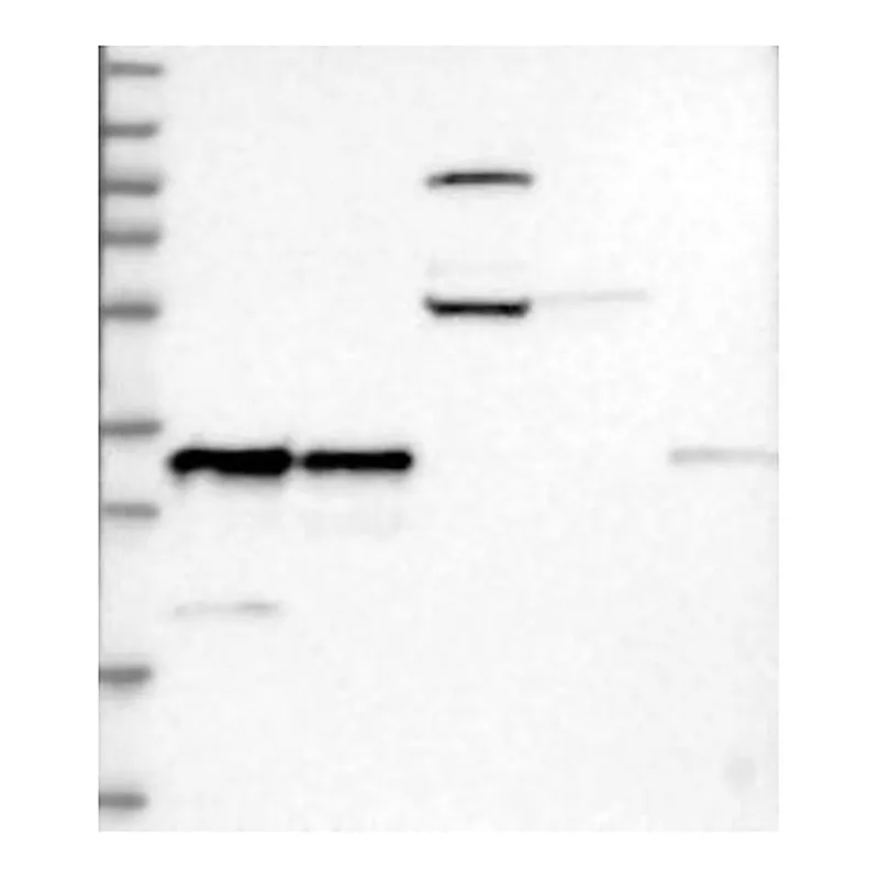 Atlas Antibodies Anti-RNASEH1 Antibody