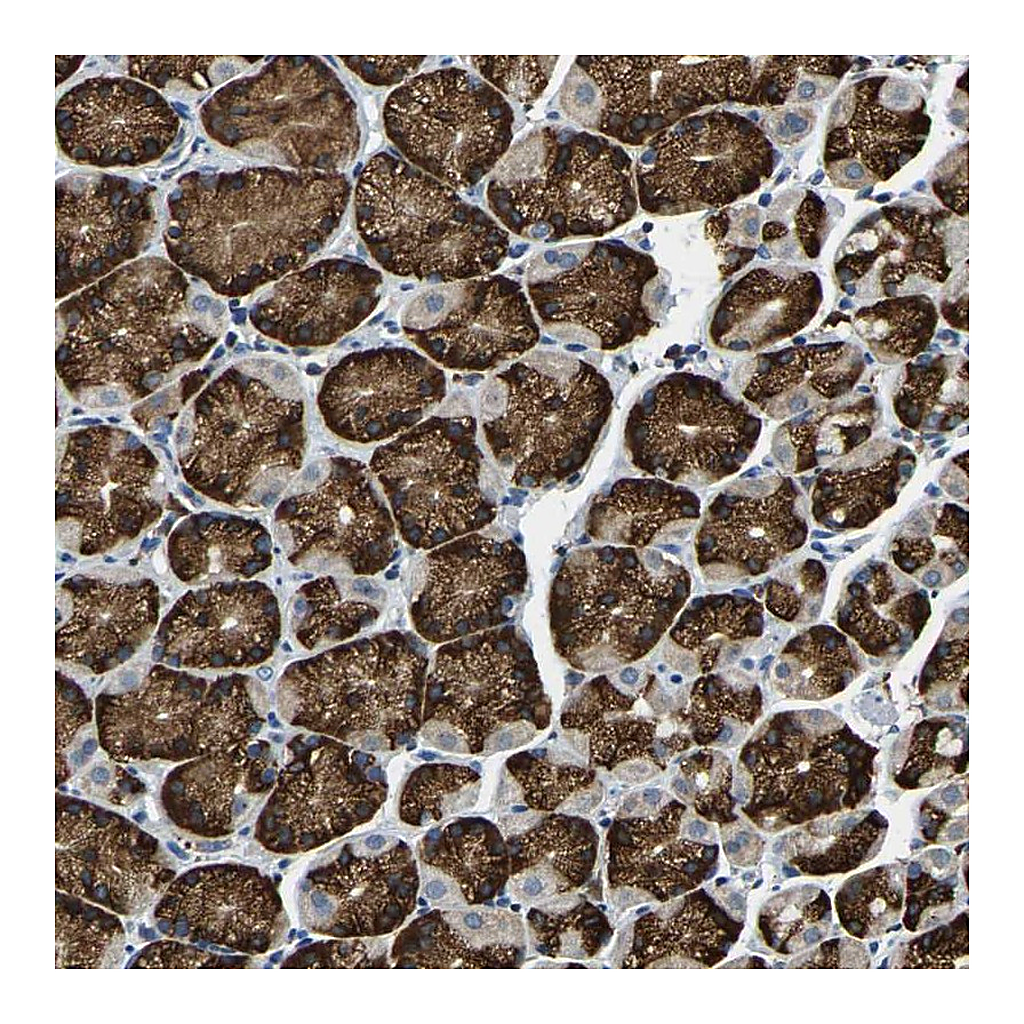 Atlas Antibodies Anti-RNF115 Antibody