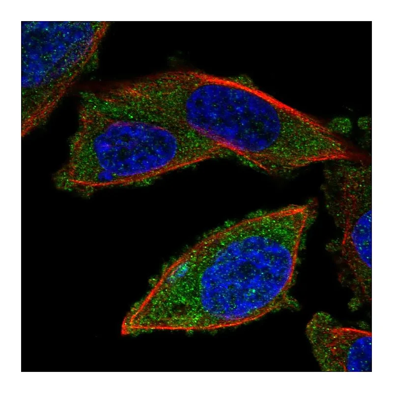 Atlas Antibodies Anti-RNF123 Antibody