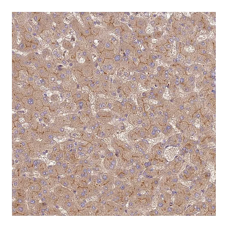 Atlas Antibodies Anti-RNF128 Antibody