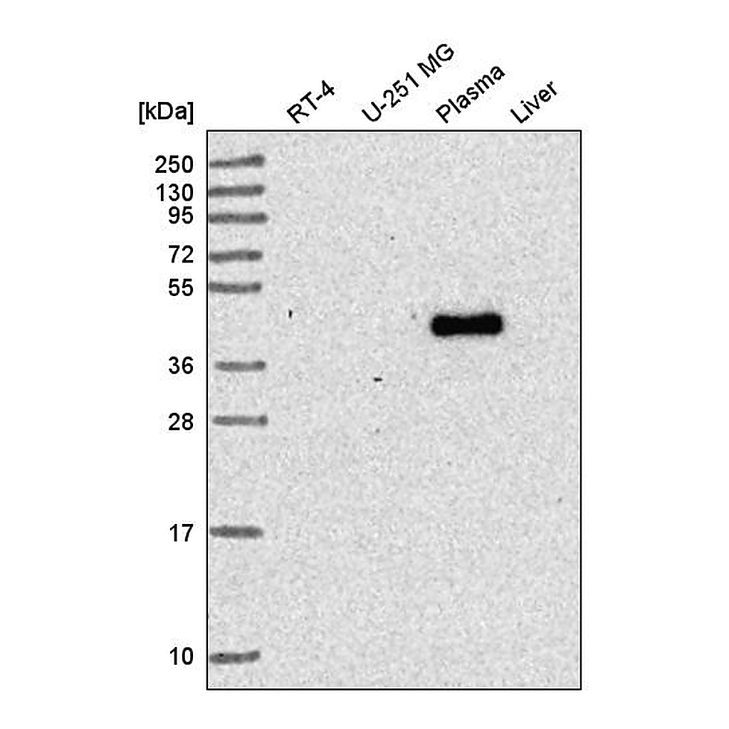 Atlas Antibodies Anti-RNF135 Antibody
