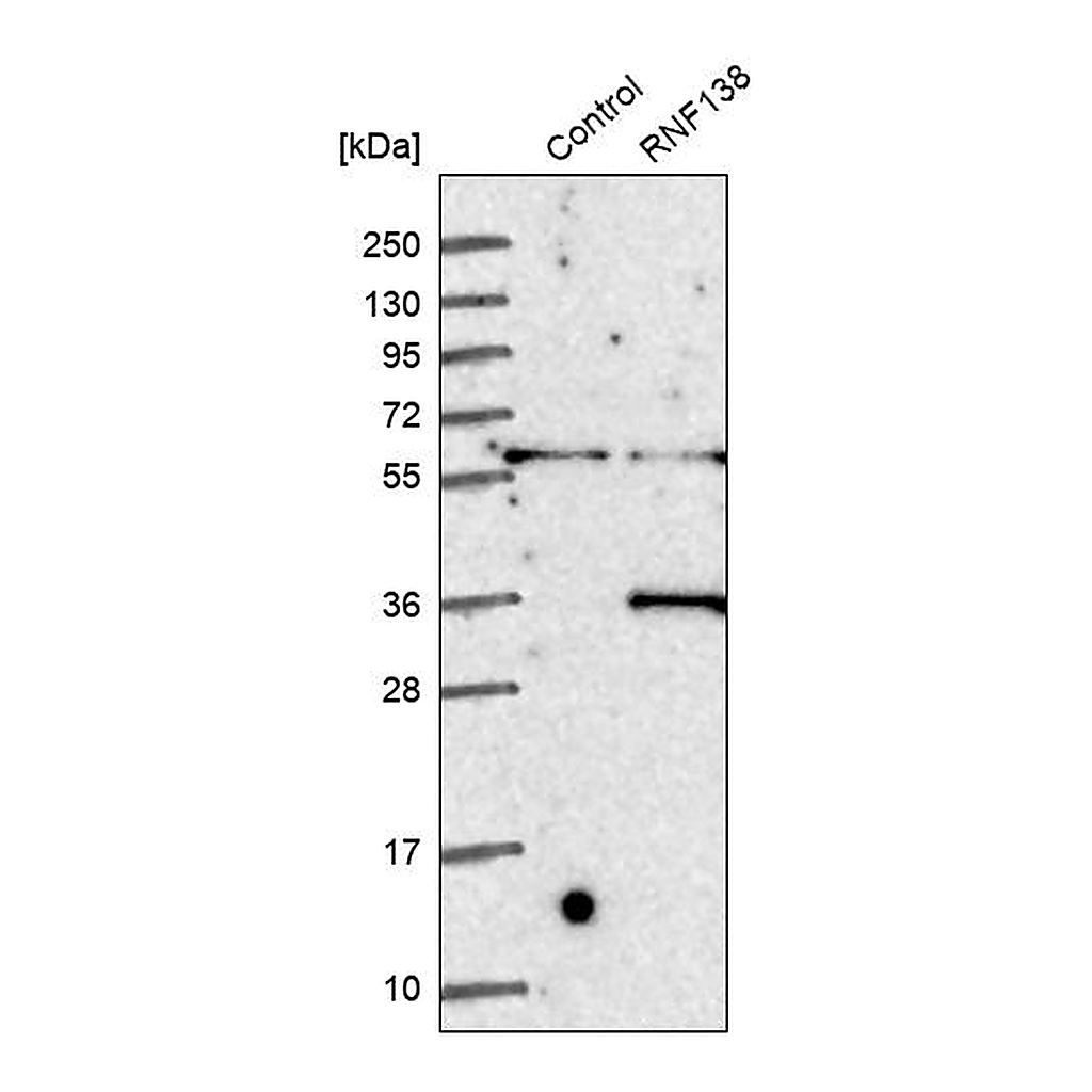 Atlas Antibodies Anti-RNF138 Antibody